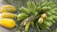 Home Grown Banana